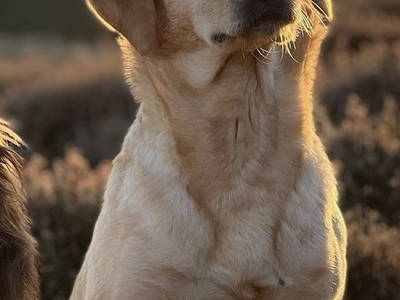 FTCH Sired Male Lab Pups For Sale