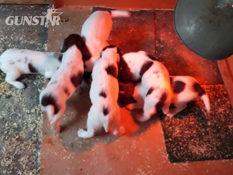 Quality pups available. in 