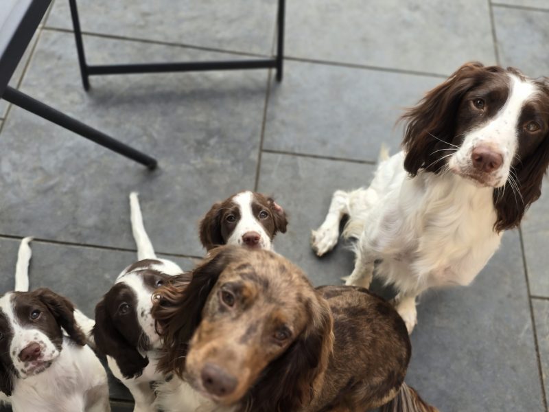 Sprocker spaniels