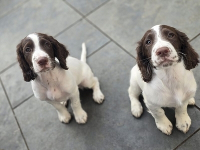 Sprocker spaniels