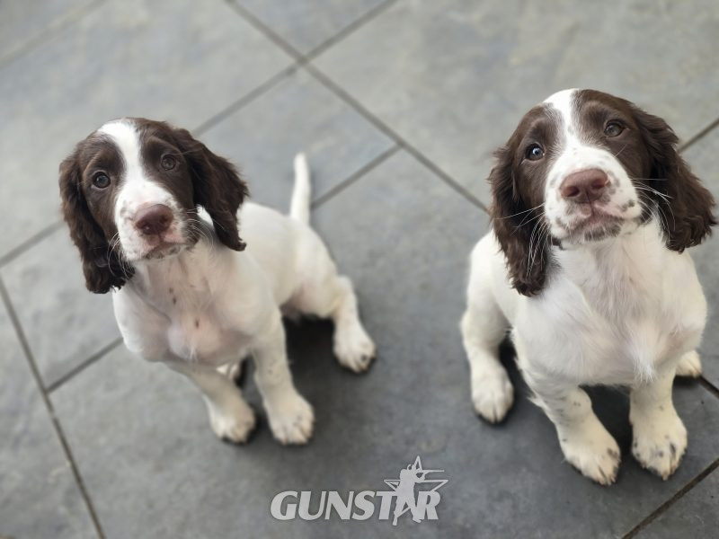 Sprocker spaniels in 
