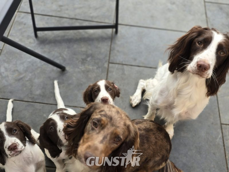 Sprocker spaniels