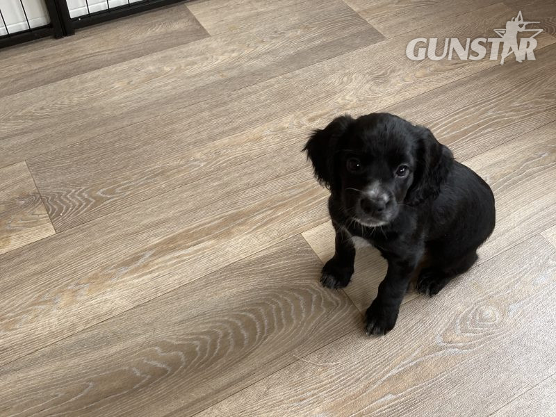 KC Working Cocker Spaniel - {CATEGORY} in 