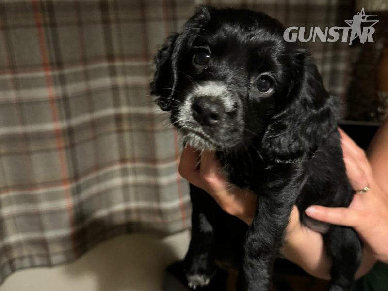  KC Working Cocker Spaniel
