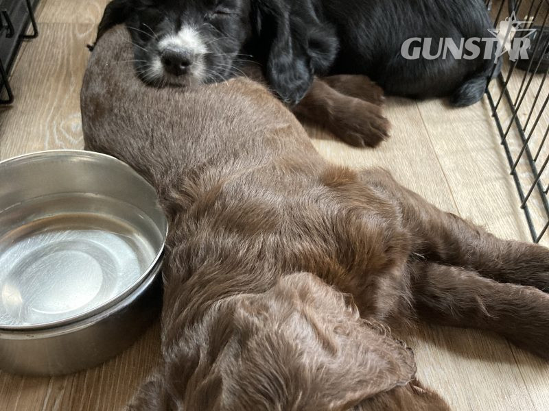 KC Working Cocker Spaniel - {CATEGORY}