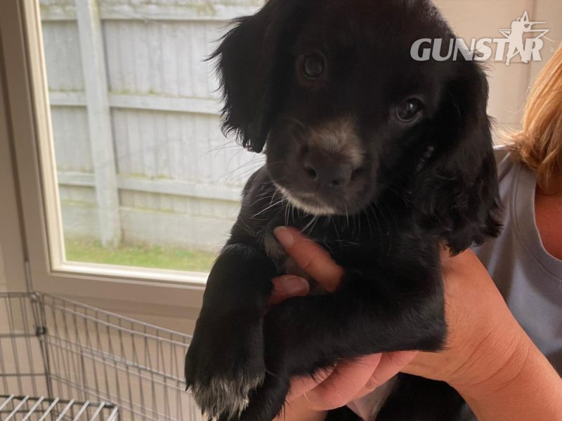 KC Working Cocker Spaniel