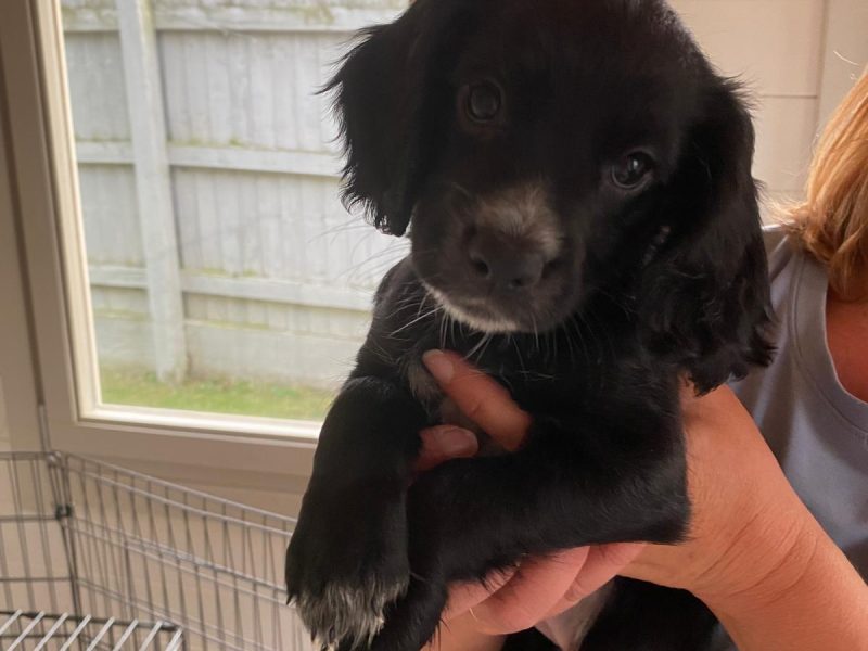 KC Working Cocker Spaniel