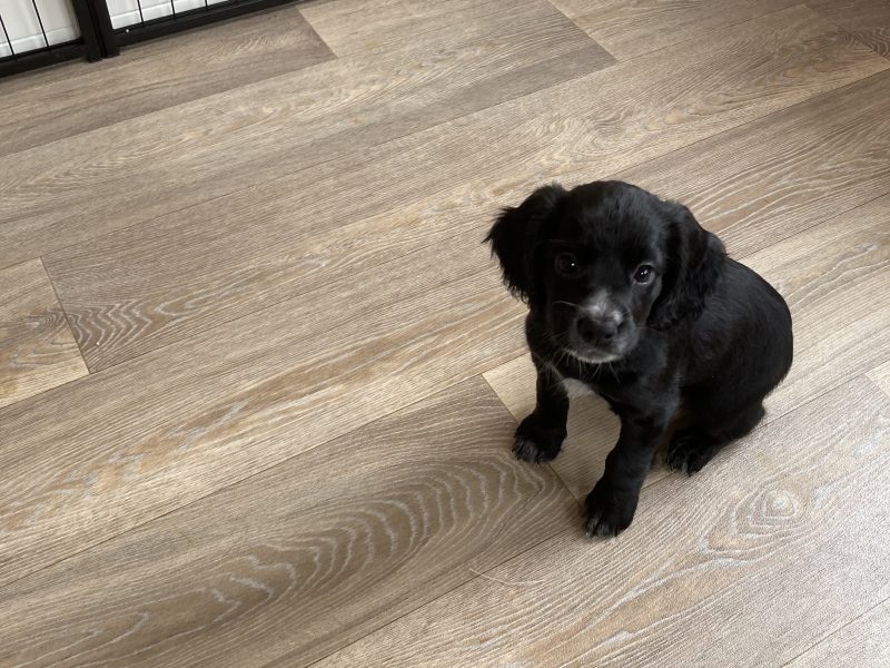 KC Working Cocker Spaniel - {CATEGORY} in 