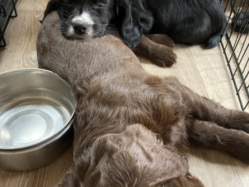 KC Working Cocker Spaniel - {CATEGORY}