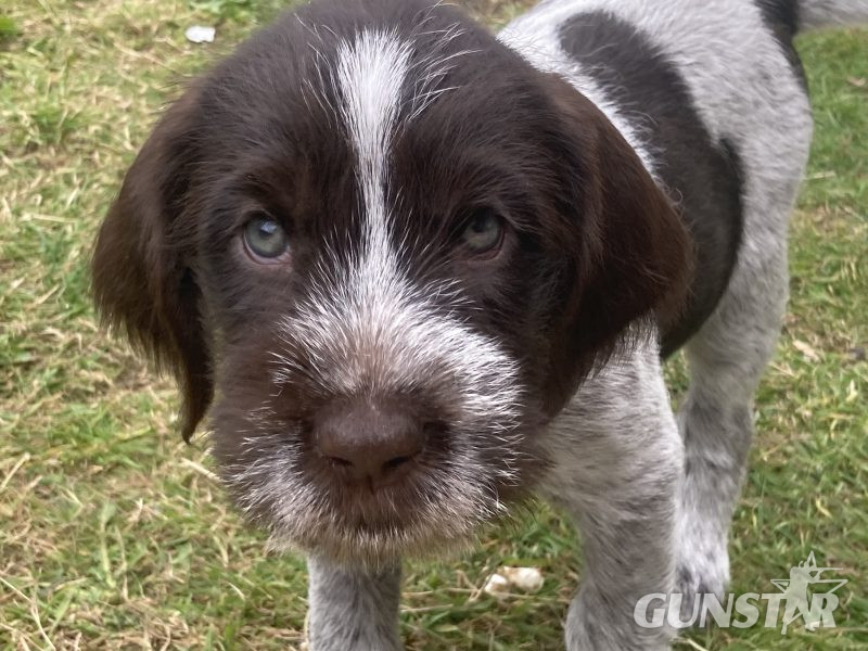 German Wirehaired Pointer & iIalian Spinoni Puppies in 