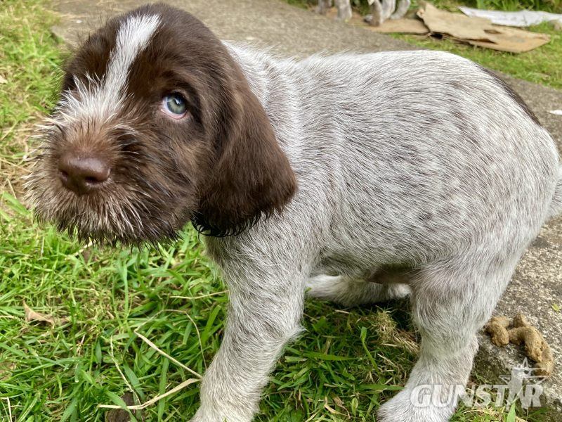 German Wirehaired Pointer & iIalian Spinoni Puppies 