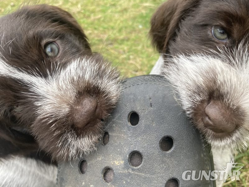  German Wirehaired Pointer & iIalian Spinoni Puppies