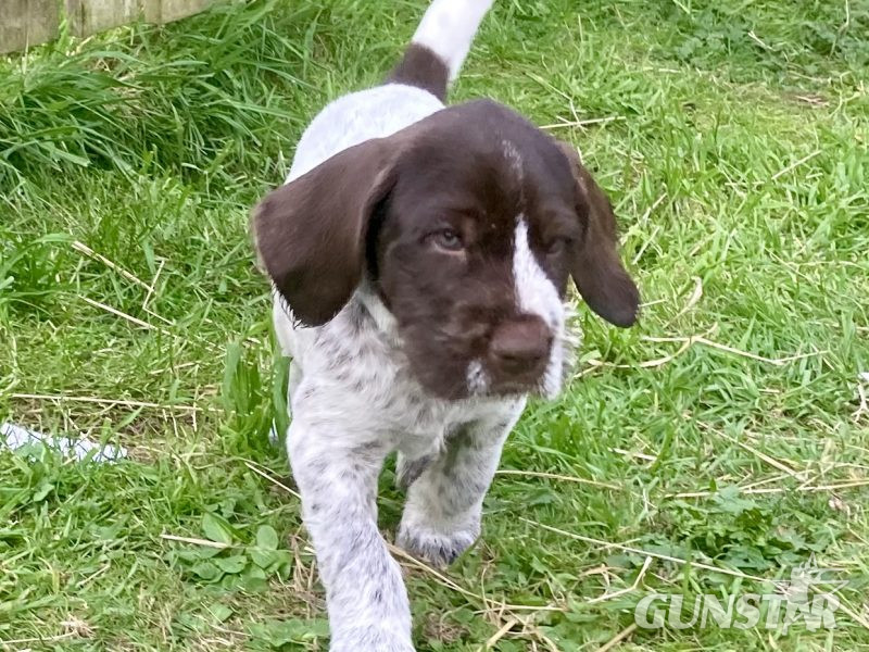 {CATEGORY} - German Wirehaired Pointer & iIalian Spinoni Puppies