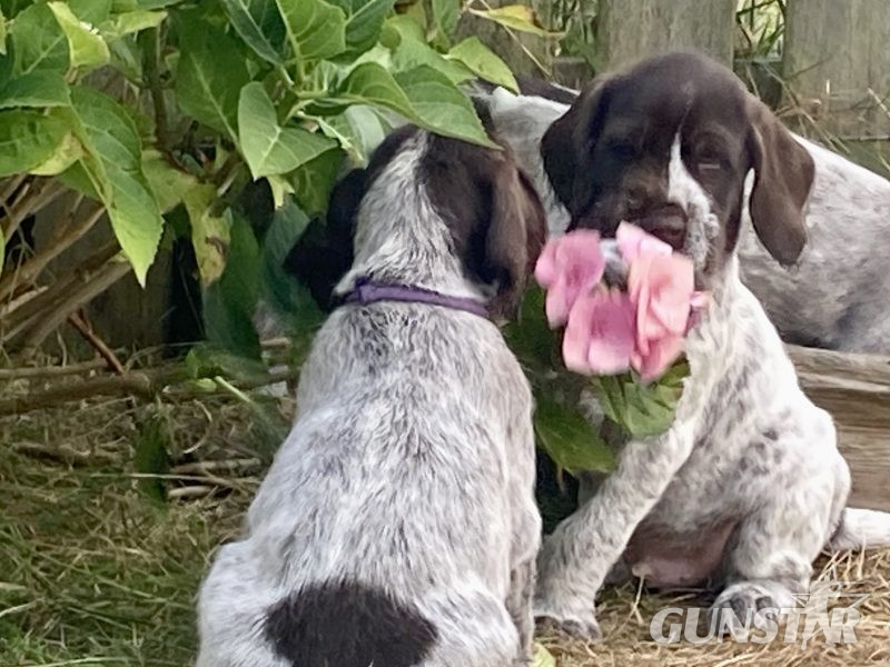 {CATEGORY} - German Wirehaired Pointer & iIalian Spinoni Puppies in 