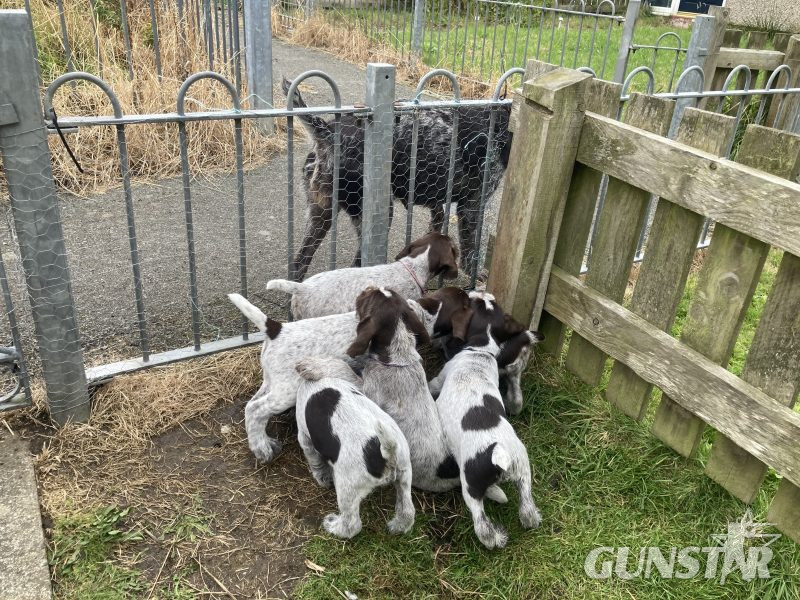 German Wirehaired Pointer & iIalian Spinoni Puppies