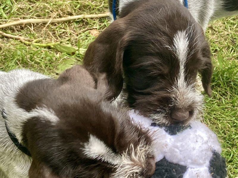 German Wirehaired Pointer & iIalian Spinoni Puppies - {CATEGORY} in 