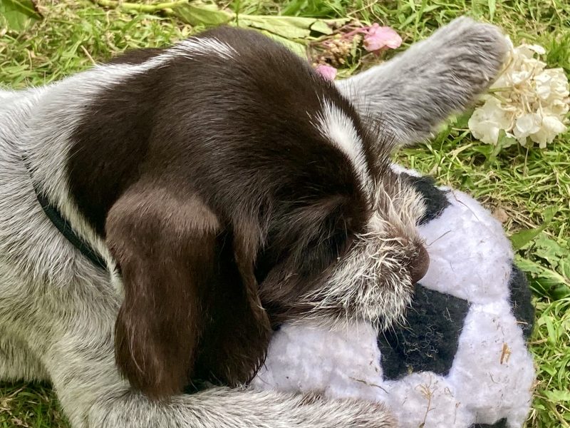 German Wirehaired Pointer & iIalian Spinoni Puppies - {CATEGORY}