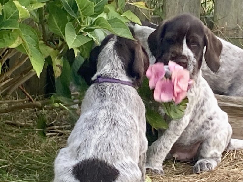 {CATEGORY} - German Wirehaired Pointer & iIalian Spinoni Puppies in 