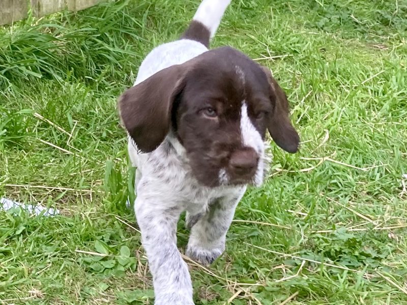 {CATEGORY} - German Wirehaired Pointer & iIalian Spinoni Puppies