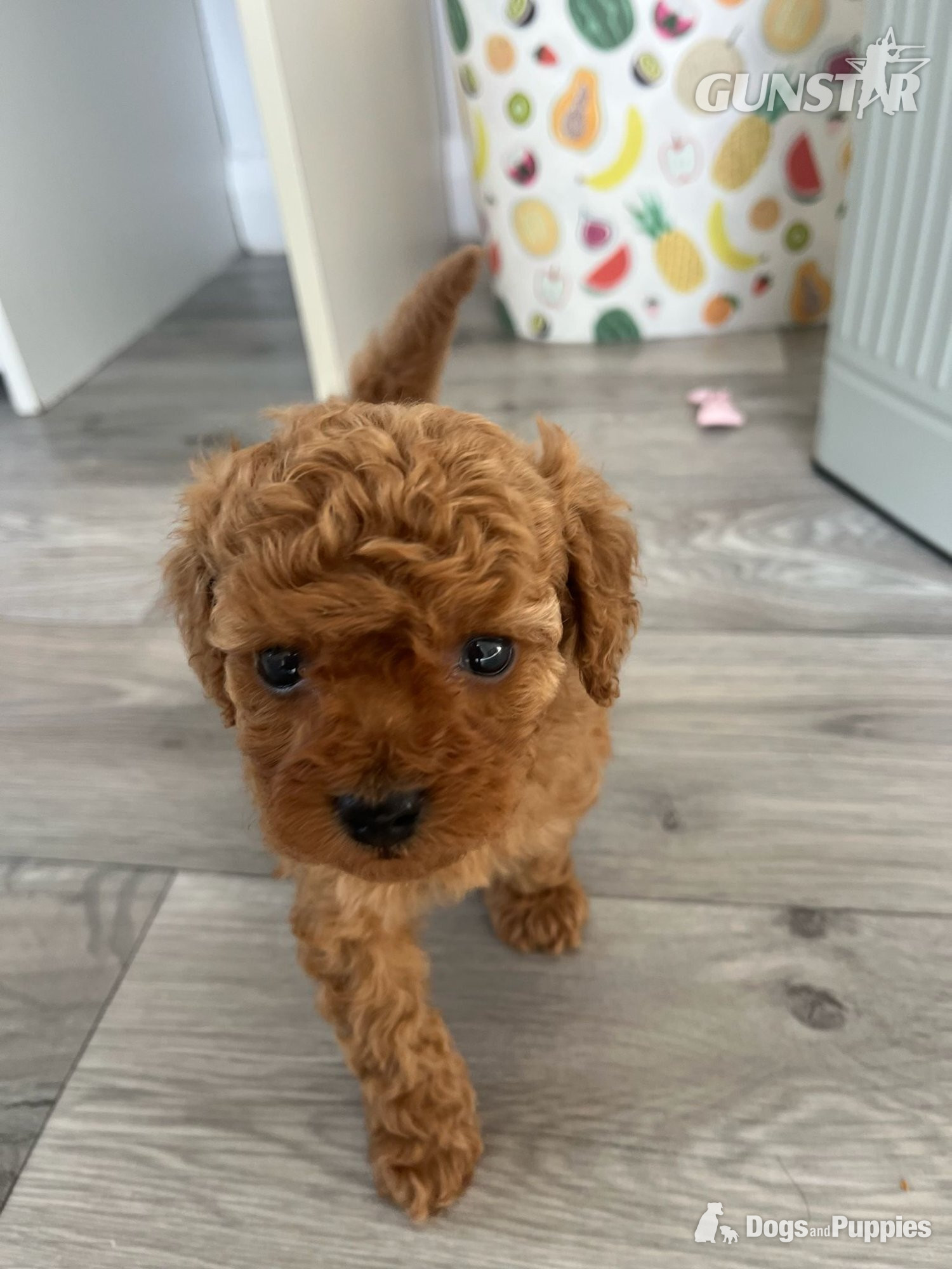 Very rare Asian poodle x cavapoo puppies for sale 