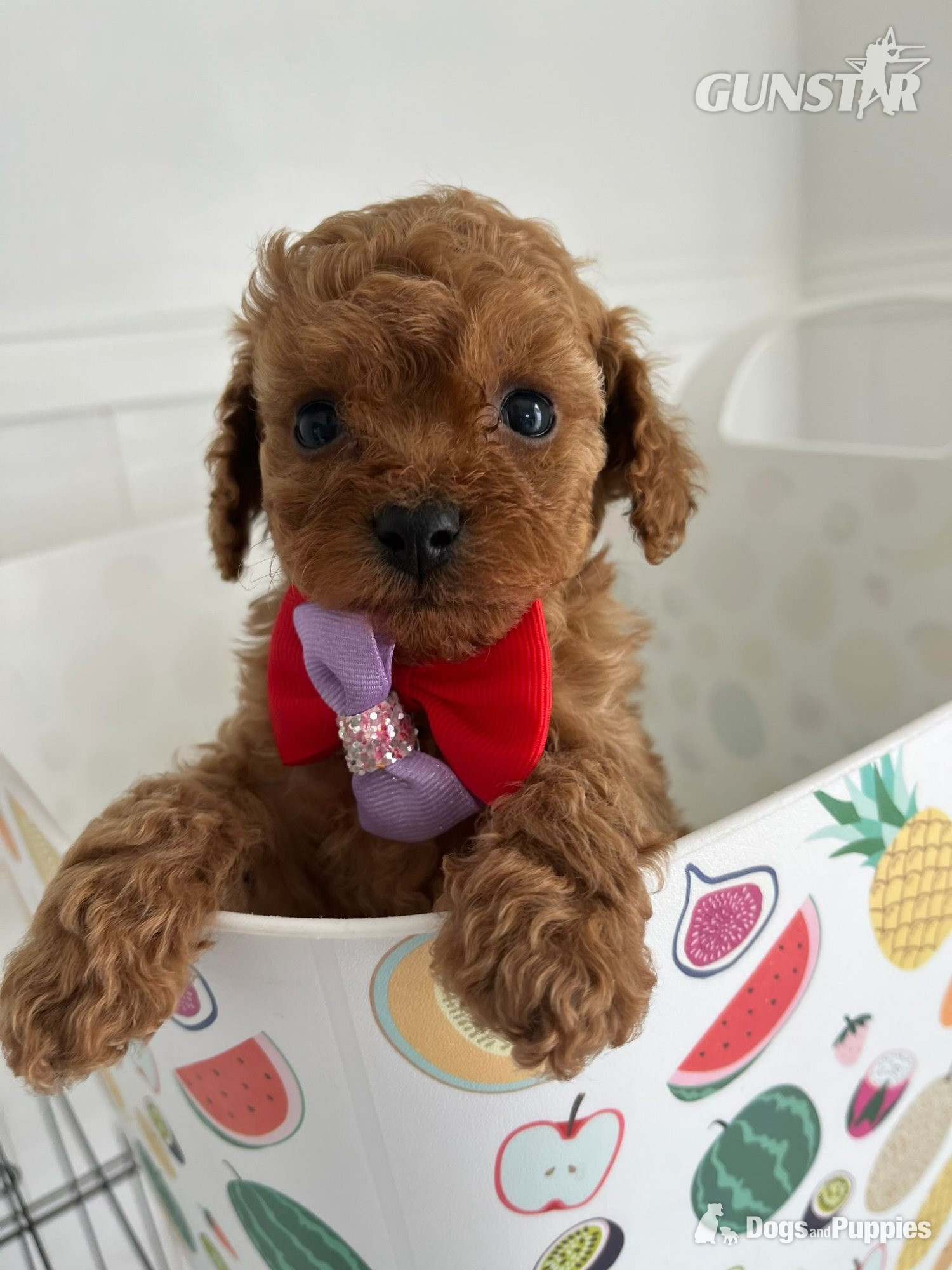 Very rare Asian poodle x cavapoo puppies for sale  in 
