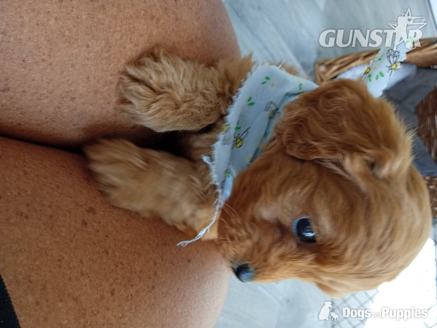 Very rare Asian poodle x cavapoo puppies for sale  - {CATEGORY} in 