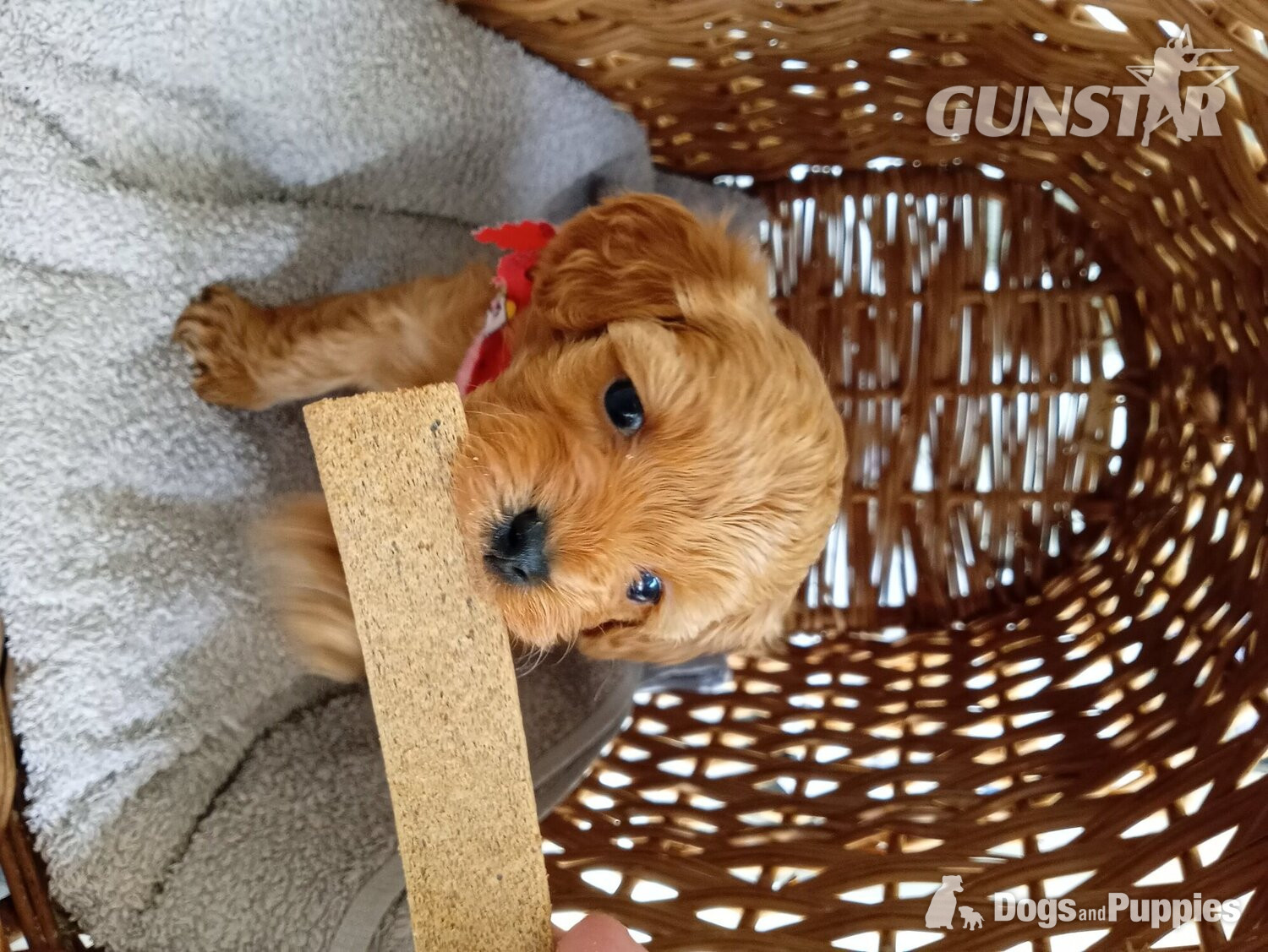 Very rare Asian poodle x cavapoo puppies for sale  - {CATEGORY}