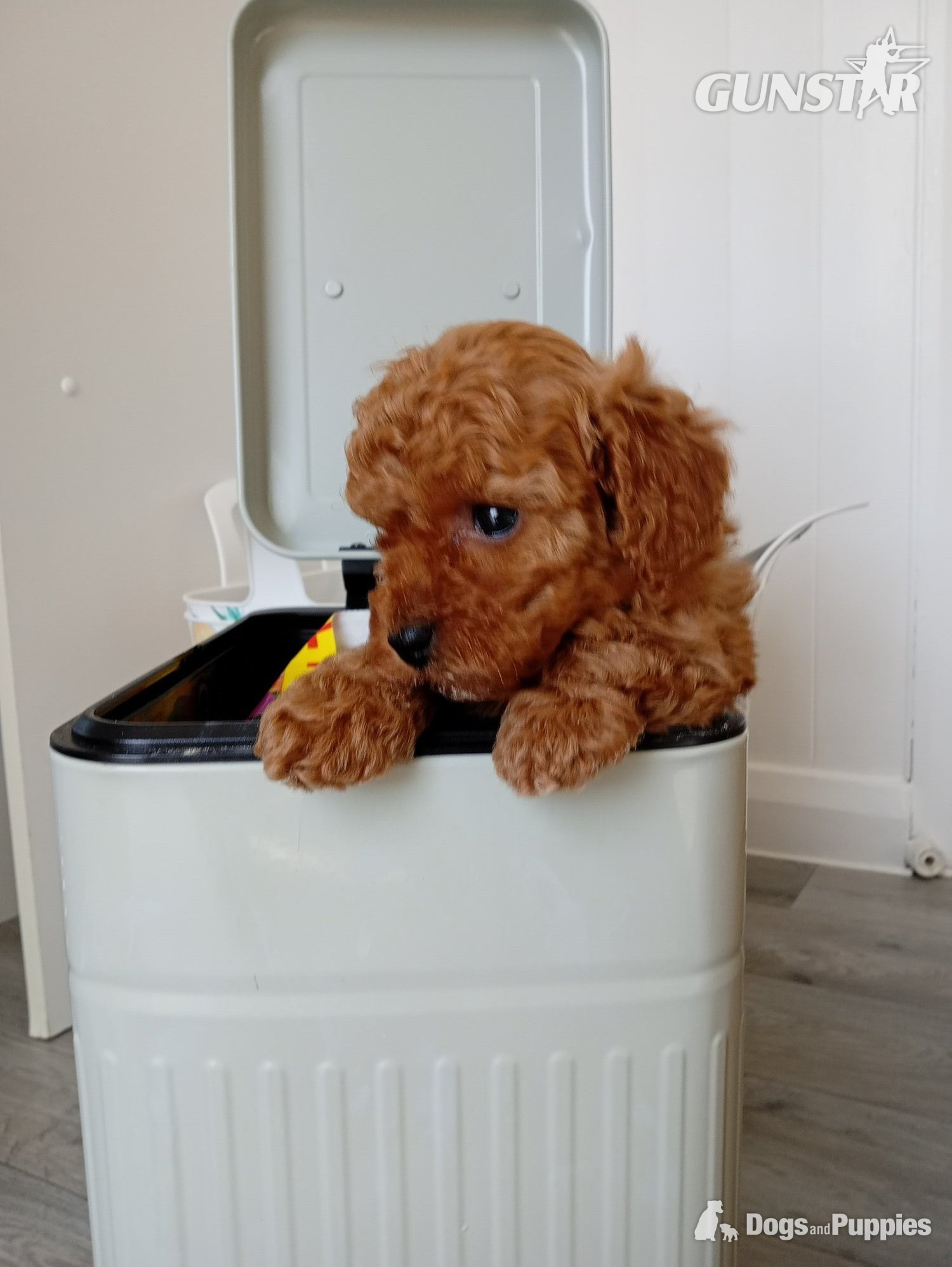  Very rare Asian poodle x cavapoo puppies for sale 