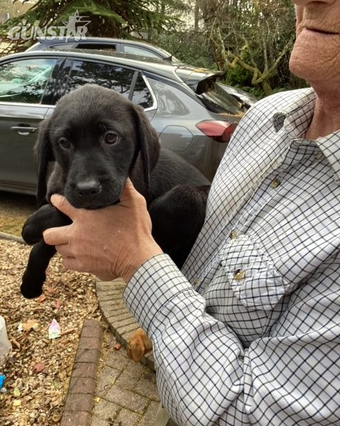 LABRADOR PUPS KC REGD. FTCH BLOODLINES 6 male labrador pups for sale - 2 yellow, 4 black in 