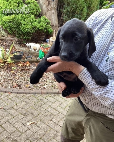 LABRADOR PUPS KC REGD. FTCH BLOODLINES 6 male labrador pups for sale - 2 yellow, 4 black