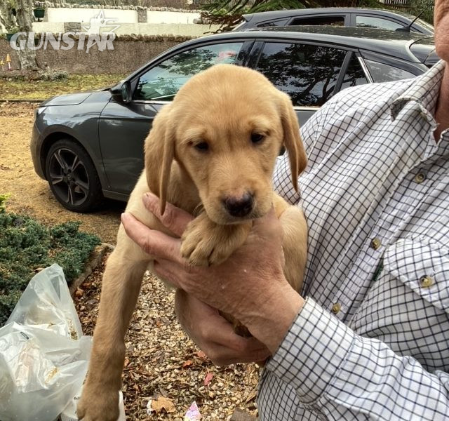  LABRADOR PUPS KC REGD. FTCH BLOODLINES 6 male labrador pups for sale - 2 yellow, 4 black