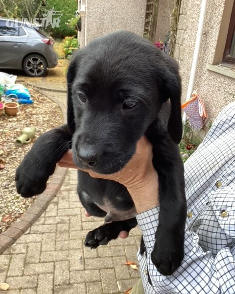 LABRADOR PUPS KC REGD. FTCH BLOODLINES 6 male labrador pups for sale - 2 yellow, 4 black - {CATEGORY}