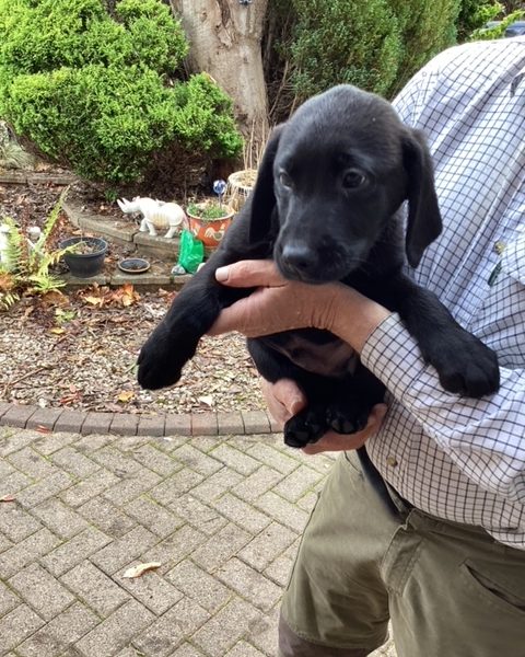 LABRADOR PUPS KC REGD. FTCH BLOODLINES 6 male labrador pups for sale - 2 yellow, 4 black