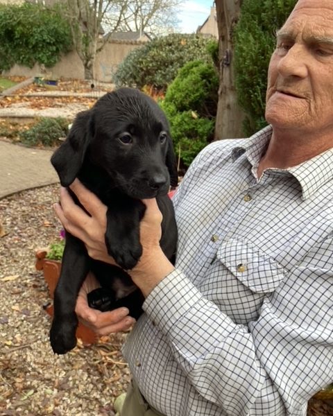 LABRADOR PUPS KC REGD. FTCH BLOODLINES 6 male labrador pups for sale - 2 yellow, 4 black - {CATEGORY} in 