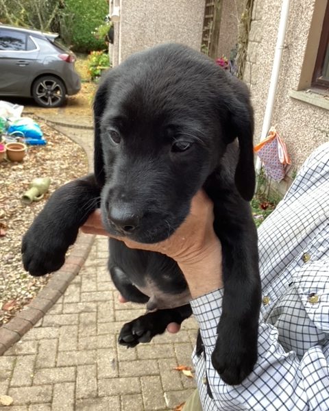 LABRADOR PUPS KC REGD. FTCH BLOODLINES 6 male labrador pups for sale - 2 yellow, 4 black - {CATEGORY}
