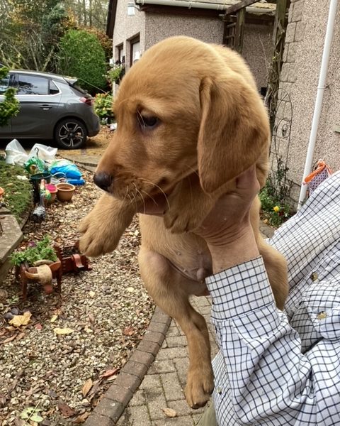 LABRADOR PUPS KC REGD. FTCH BLOODLINES 6 male labrador pups for sale - 2 yellow, 4 black 