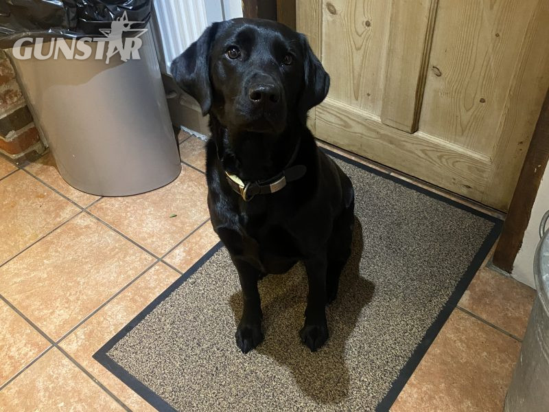 {CATEGORY} - Labrador puppy- yellow dog. KC registered, fully health tested