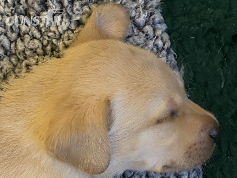 Labrador puppy- yellow dog. KC registered, fully health tested - {CATEGORY} in 