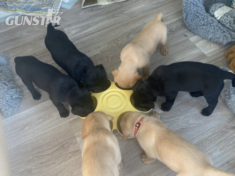 Labrador puppy- yellow dog. KC registered, fully health tested - {CATEGORY}