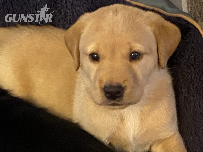 Labrador puppy- yellow dog. KC registered, fully health tested