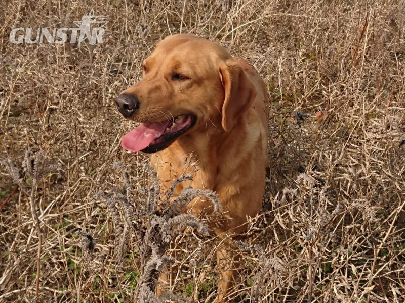  Labrador puppy- yellow dog. KC registered, fully health tested