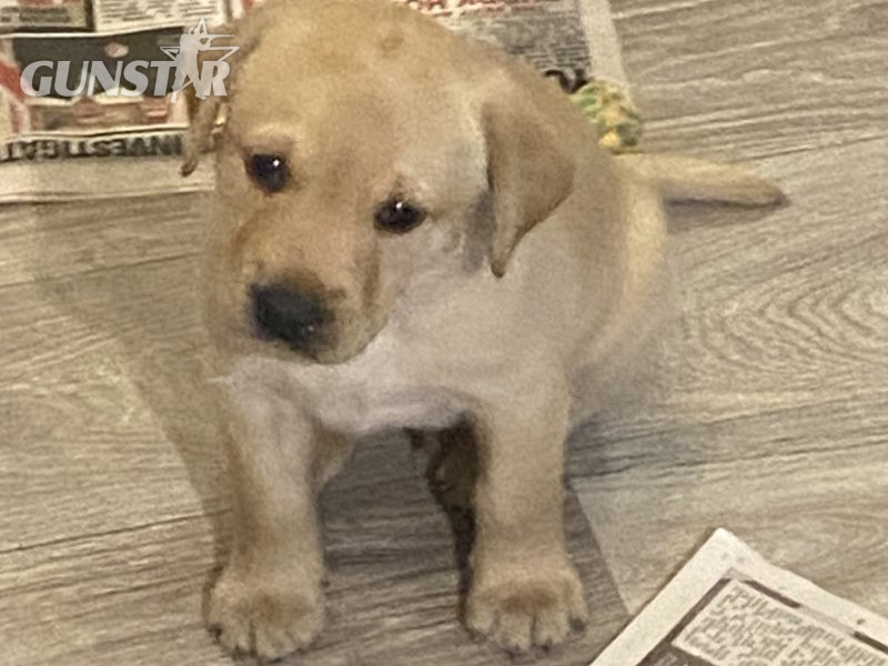 Labrador puppy- yellow dog. KC registered, fully health tested 