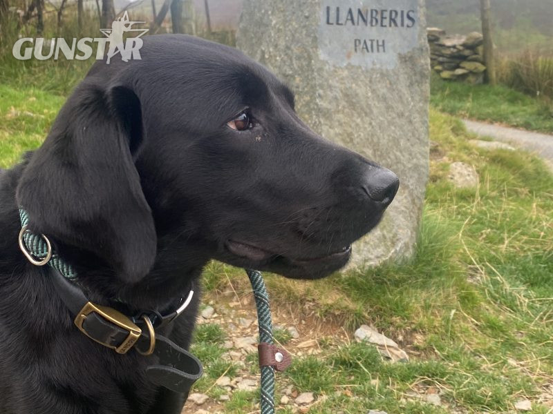 {CATEGORY} - Labrador puppy- yellow dog. KC registered, fully health tested in 