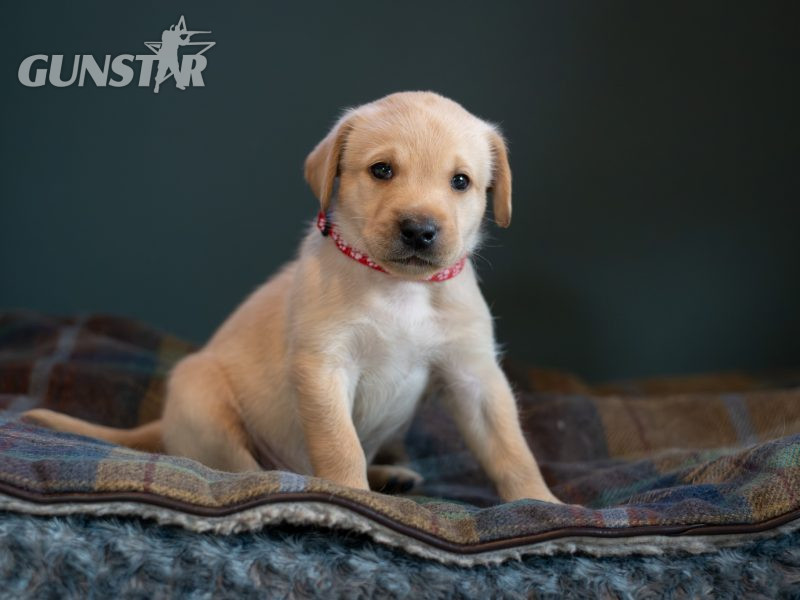 Labrador puppy- yellow dog. KC registered, fully health tested in 