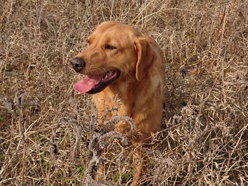  Labrador puppy- yellow dog. KC registered, fully health tested