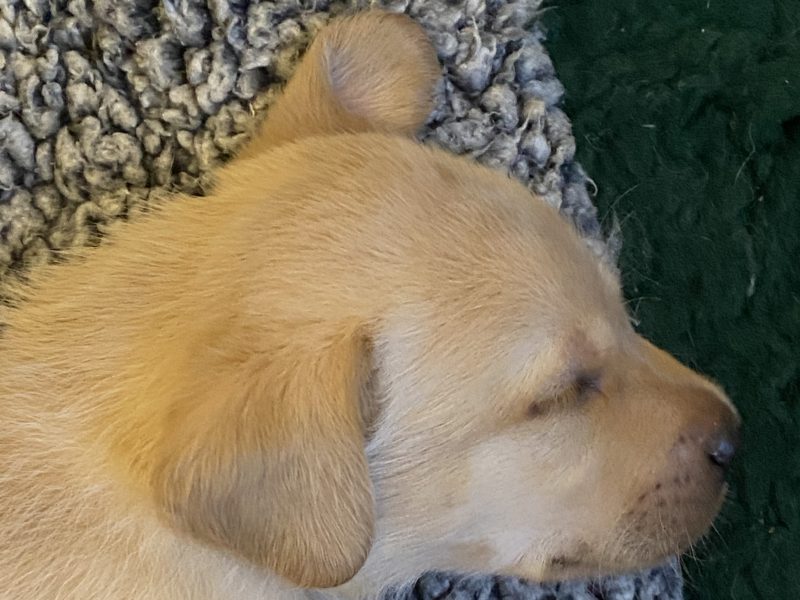 Labrador puppy- yellow dog. KC registered, fully health tested - {CATEGORY} in 