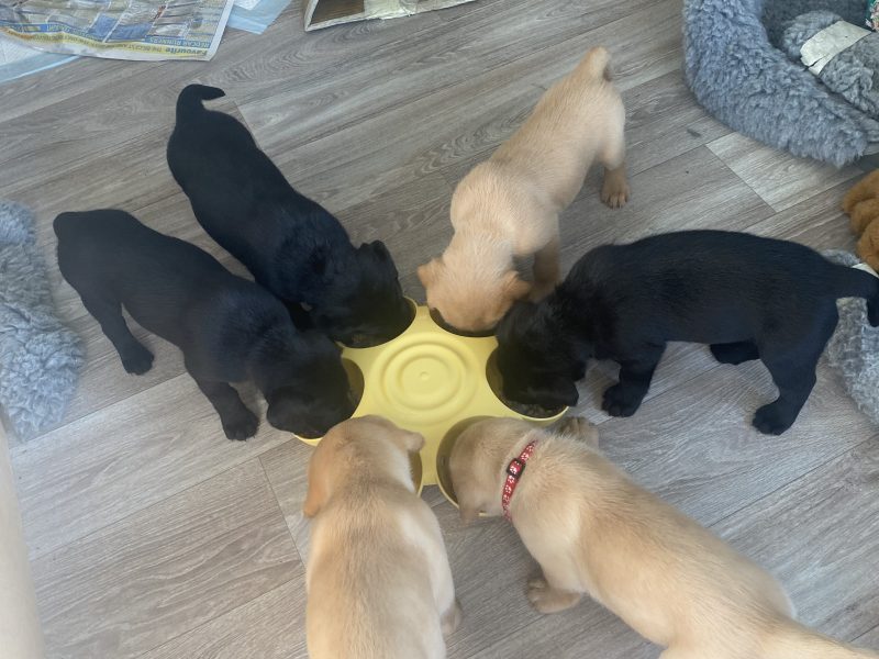 Labrador puppy- yellow dog. KC registered, fully health tested - {CATEGORY}