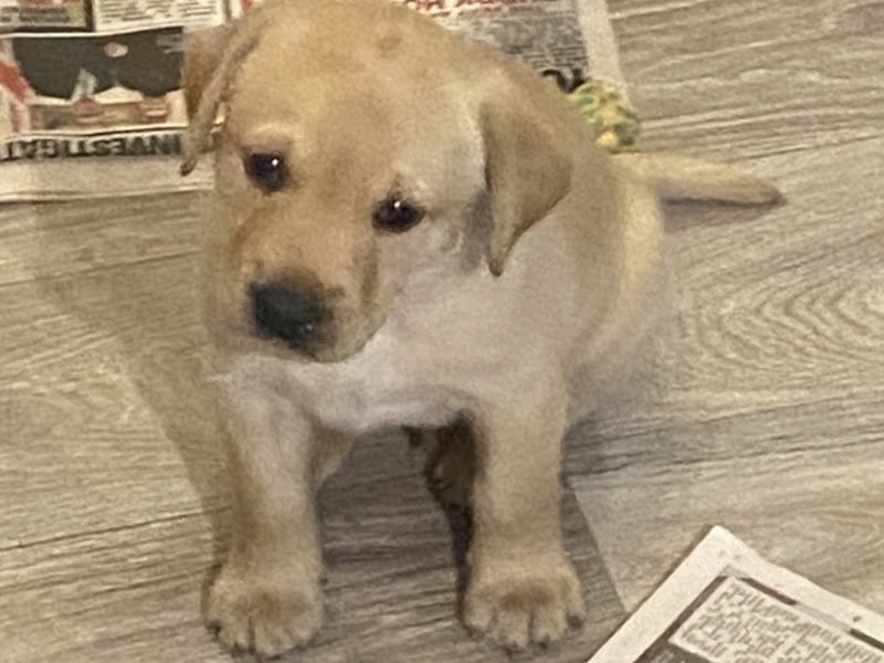 Labrador puppy- yellow dog. KC registered, fully health tested 