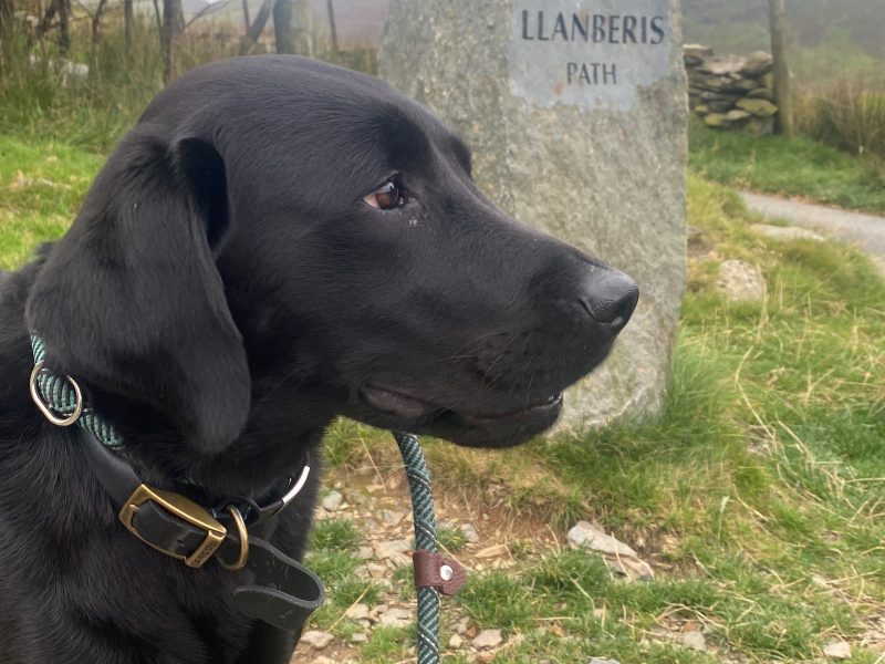 {CATEGORY} - Labrador puppy- yellow dog. KC registered, fully health tested in 