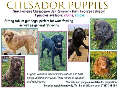 Chesador Puppies. ped. Chesapeake Bay Retriever x ped. Labrador